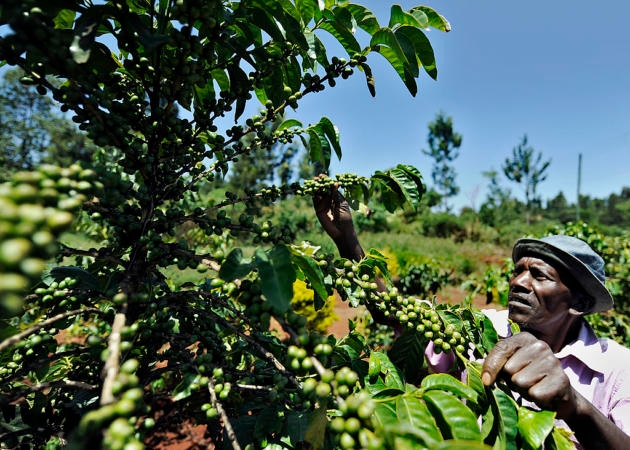 How Black Coffee Growers Are Reclaiming Their Place in the Billion-Dollar Industry