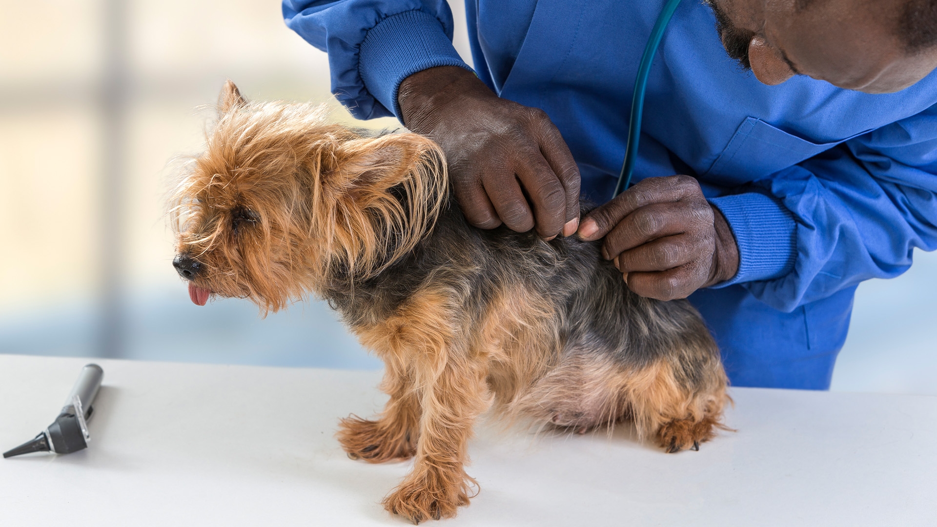 Black Woman Doctor Becomes Co-Owner Of Veterinary Hospital Thanks To 'Critter Fixer's' Goal Of Increasing Representation In The Field