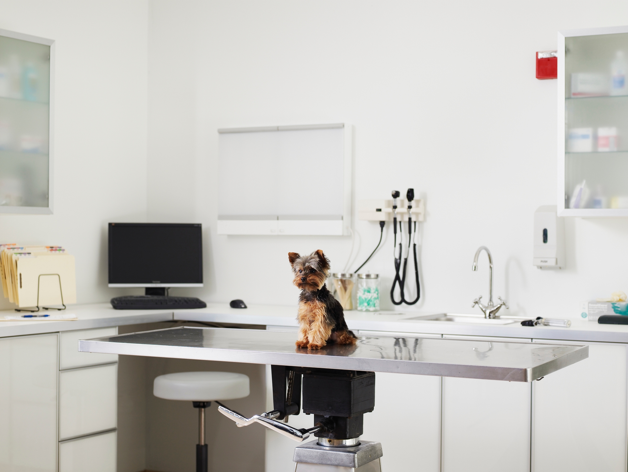 Veterinarian Ashton Sellers Becomes The First Black Woman And Youngest Woman To Own An Animal Hospital In Kansas City