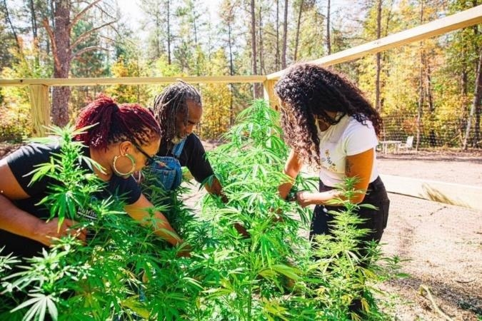 Charlotte's Web Joins Forces With 40-Acre Cooperative to Provide Black Farmers With Resources to Grow Hemp Charlotte's Web Joins Forces With 40-Acre Cooperative to Provide Black Farmers With Resources to Grow Hemp